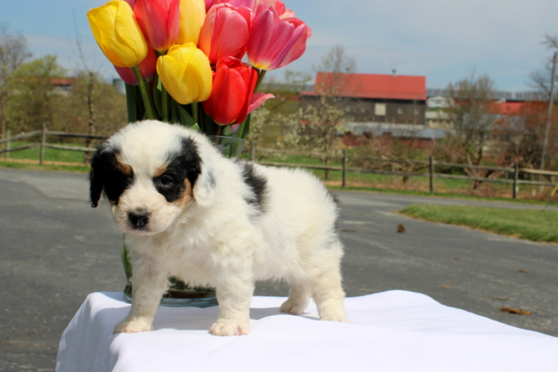 puppy, for, sale, Mini Bernedoodle F2, Matthew B. Stoltzfus, dog, breeder, Gap, PA, dog-breeder, puppy-for-sale, forsale, nearby, find, puppyfind, locator, puppylocator, aca
